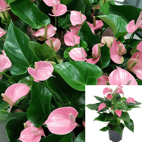 Anthurium Pink Anthurium 6 Inches Pot Aracea Tailflower Flamingo Flower Live Live n7