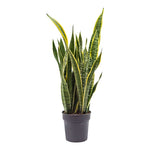 Snake Plant Variegated 10Inches Pot Variegated Snake Plant Mother In Law Tongue Plant ht7
