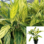 Alpinia Sanderae Plant 2 Gallon Variegated Ginger Lime Lily Perennial Live Plant Mr7