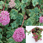 Hylotelephium Ewersii Agavaceae Plant Pink Mongolian Stonecrop Succulent Drought Tolerant 4Inches Pot Live Plant