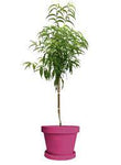 Halford Cling Peach Yrig On Lo 5Gallon Plant Halford Peach Tree Yellow Plant Outdoor Fruit Tree Live Plant Gr7