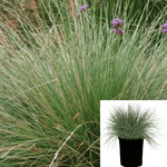 Atlas Fescue Festuca Mairei 5Gallon Festuca Mairei Atlas Fescue Grass Live Plant Ht7