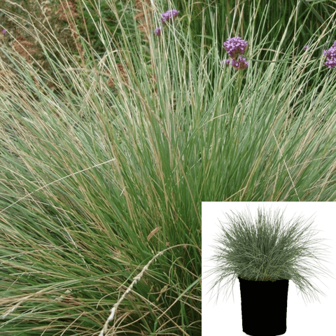 Atlas Fescue Festuca Mairei 5Gallon Festuca Mairei Atlas Fescue Grass Live Plant Ht7 Best
