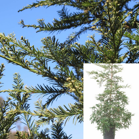 Sequoia Sempervirens Aptos Blue Plant Sequoia Sempervirens Aptos Blue Plant Redwood Coast Redwood 5Gallon Live Plant Out