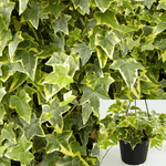 Hedera Helix Gold Child Staked 1Gallon Variegated English Ivy Live Plant Outdoor Mr7