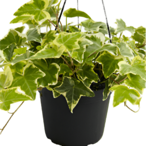 Hedera Helix Gold Child Staked 1Gallon Variegated English Ivy Live Plant Outdoor Mr7