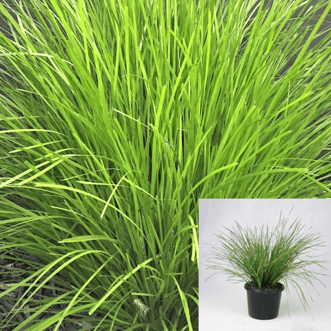 Lomandra Lime Tuff 1 Gallon Plant Rush Nyalla Matt Rush