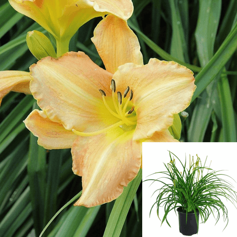 Hemerocallis Butterscotch Ruffles 1Gallon Yellow Plant Daylily Hemerocallis Butterscotch Ruffles 1Gallon Plant Perennial