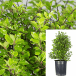 Pittosporum Black Stem 5Gallon Pittosporum Tenuifolium Live Plant Bushes Plant Ht7 Best