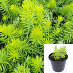 Sedum Angelina 4Inches Succulent Drought Tolerant 4Inches Pot Houseplant Succulent Drought Tolerant Live ht7