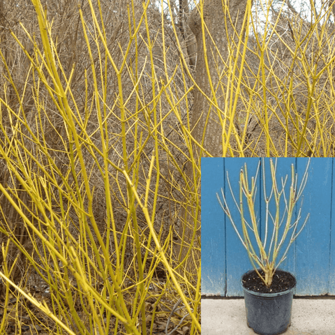 Cornus Sericea Flaviramea 5Gallon Golden Twig Dogwood Plant Shrub Live Plant Ho7A