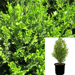 Buxus Green Beauty Plant Buxus Microphylla Japonica 5Gallon A+ Live Plant Fr7A