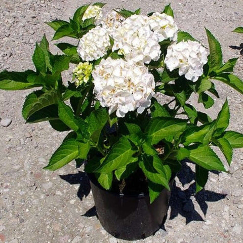 Hydrangea Mac White 5Gallon Hydrangea Macrophylla White Live Plant Outdoor Mr7