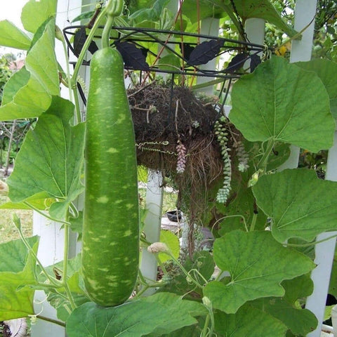 Calabash Gourd Hybrid Green Bell SeedPackset