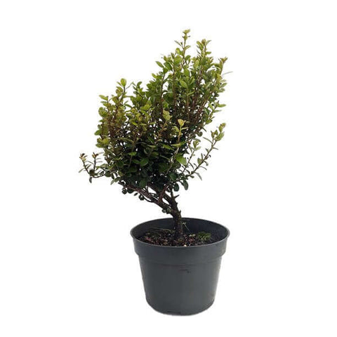 Myrsine Africana Cape Myrtle 1Gallon African Boxwood Myrsine Africana Cape Myrtle African Ht7