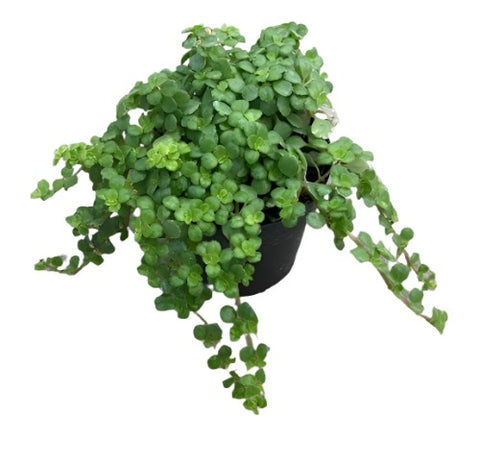 Pilea Depressa Yellow Plant 3Inches Succulent Hard Leaf Baby Tear Drought Intolerance Plant Houseplant Live Plant Ht7 Best