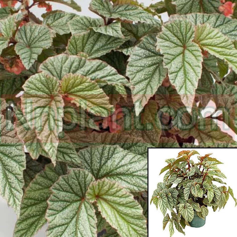Angelwing Begonia Frosty Plant Dragon Wings Begonia Live Plant 10Inches Pot Indoor Healthy Pfkcht7