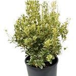 Osmanthus Heterophyllus Variegatus 5Gallon Holly Leaf Osmanthus 5Gallon Shrub Outdoor Outdoor Live Plant Ho7