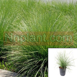 Festuca Mairii 5Gallon Festuca Mairei Atlas Fescue Grass Live Plant Fr7