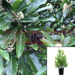 Prunus Car Compacta 1Gallon Plant Prunus Carol Compacta Caroliniana Cherry Laurel Grown Gr7