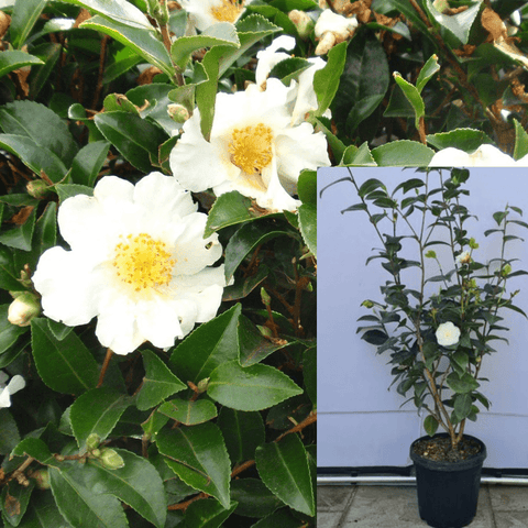 Camellia Sasanqua White 5Gallon Camellia Setsugekka 5Gallon White Sasanqua Setsugekka Camellia Live Plant Gr7