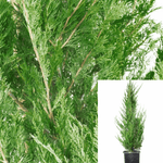 Juniperus Spartan Plant Hedge Chinensis Chinese Juniper 5 Gallon Live Plant Outdoor Treegr7