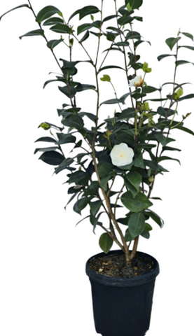 Camellia Setsugekka 5Gallon White Sasanqua Setsugekka Camellia Live Plant Gr7