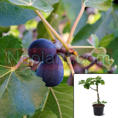 Fig Black Mission Plant Black Jack Fig Plant Ficus Carica Beers Black 5Gallon Live Plant Frgr7