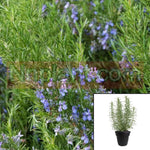 Rosmarinus Off Barbecue 1Gallon Upright Plant Rosemary 1Gallon Live Plant Non Gmo Ht7