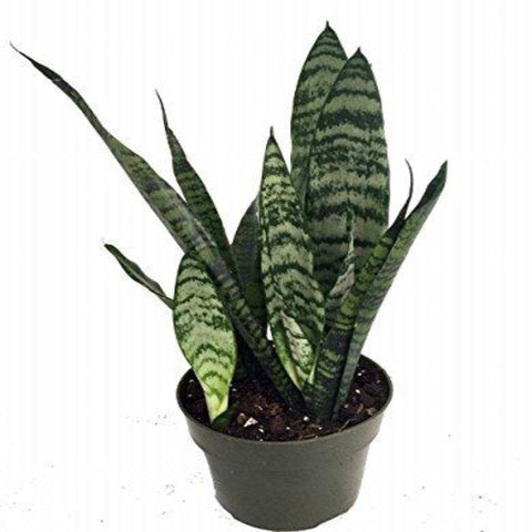 Snake Zeylanica Snake Mother In Law Tongue Sanseveria Plant 4Inches Pot Premium Ht7 Best