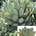 3Cuttings Echeveria Gray Red Hen And Chicks Mature Plant Not Rooted