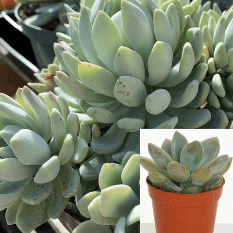 3 Cuttings Echeveria Gray Red Hen And Chicks Mature Plant Not Rooted