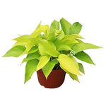 Pothos Neon 12-16Inches 1 Gallon Pot Hanging Epipremnum Aureum Hanging Vine Plant Bright Yellow Live Plant Ht7