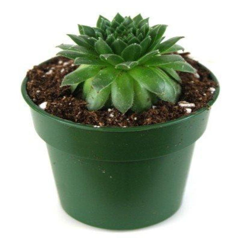 Semvivum Green Wheel Hens Chick 4Inches Pot HouseplantsMatur Live Plant Ht7 Best