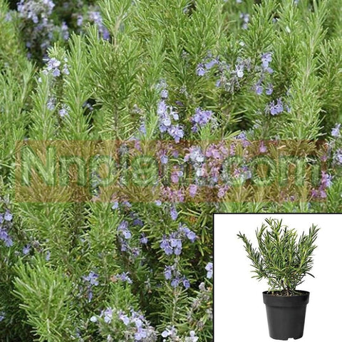 Rosemary Dwarf Rosemary Plant Rosmarinus Occinalis 1Gallon Live Plant Ht7