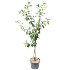 Fruit Plum Methley 7Gallon Plant Methley Japanese Plum Plant Prunus Salicina Methley Plant Outdoor Fruit Tree Live Plan