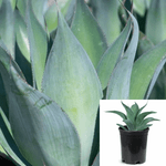 Agave Blue Flame 1Gallon Agave Attenuata Succulent Live Plant Outdoor Gr7