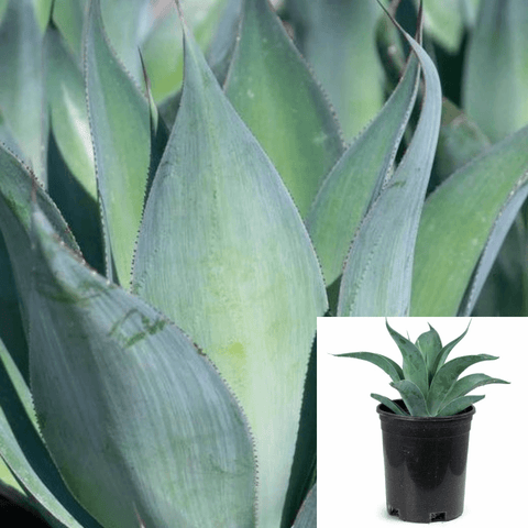 Agave Blue Flame 1Gallon Agave Attenuata Succulent Live Plant Outdoor Gr7