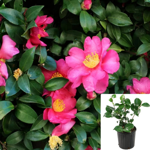 Camellia Sasanqua Bonanza 5Gallon Plant Semi Double Cerise Red Flowers Plant Sasanqua Camellia Flower Live Plant Gr7