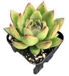 Echeveria Red Tip Plant 4Inches Pot Echeveria Agavoides Red Tip Plant Succulent Drought Tolerant Ht7 Best