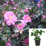 Camellia Showa No Sakae 5Gallon Plant Rose Pink Double Flowers Plant Camellia Sasanqua Showa No Sakae Plant Camellia Flower Live Plant Gr7