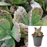 Kalanchoe Marmorata Plant Spotted Kalanchoe succulent Live Plant Mature Plant Ht7 4Inches Pot