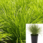 Lomandra Conf Shorty Plant Lomandra Confertifolia Shorty Mat Rush 5Gallon Ht7