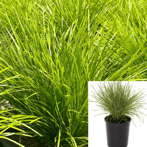 Lomandra Conf Shorty Plant Lomandra Confertifolia Shorty Mat Rush 5Gallon Ht7