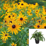 Rudbeckia Fulgida Goldsturm Plant Black Eyed Susan 1 Gallon Outdoor Live Plant Mr7