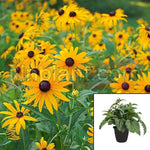 Rudbeckia Fulgida Goldsturm Plant Black Eyed Susan 1Gallon Outdoor Live Plant Mr7