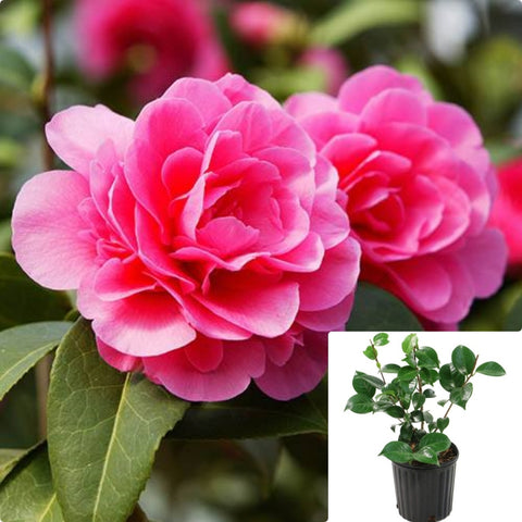 Camellia Spellbound 5 Gallon Plant Japanese Pink Flower Live Plant Fr7