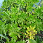 20Cuttings Sedum Praealtum Agavaceae Succulent houseSucculent Plant Not Rooted