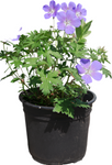 Geranium Rozanne Blue Plant Geranium Gerwat Rozanne Crane S Bill Hardy Geranium Rozanne 1 Gallon Live Plant Outdoor Plant Ht7