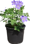 Geranium Rozanne Blue Plant Geranium Gerwat Rozanne Crane'S Bill   Hardy Geranium Rozanne 1Gallon Live Plant Outdoor Plant Ht7